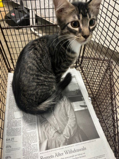 MAGICK, Baby Domestic Medium Hair (medium coat), cat for adoption in San Buenaventura (Ventura), California