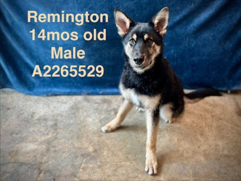 REMINGTON