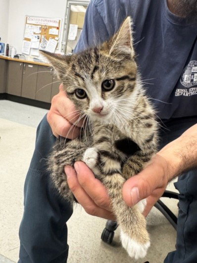 LOLI, Baby Domestic Short Hair (medium coat), cat for adoption in San Buenaventura (Ventura), California