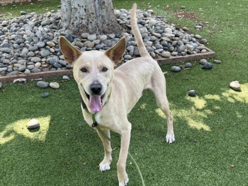 PEACHES, an adoptable German Shepherd Dog in Van Nuys, CA