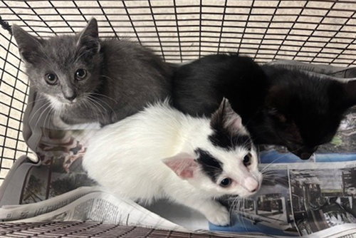 GRABY, Adult Domestic Short Hair (medium coat), cat for adoption in San Buenaventura (Ventura), California