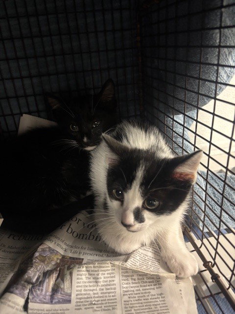 PANCAKE, Adult Domestic Short Hair (medium coat), cat for adoption in San Buenaventura (Ventura), California