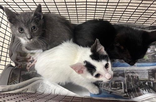 OSCAR, Adult Domestic Short Hair (medium coat), cat for adoption in San Buenaventura (Ventura), California