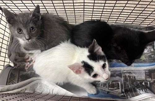 TOOTHLESS, Baby Domestic Short Hair (medium coat), cat for adoption in Paramount, California