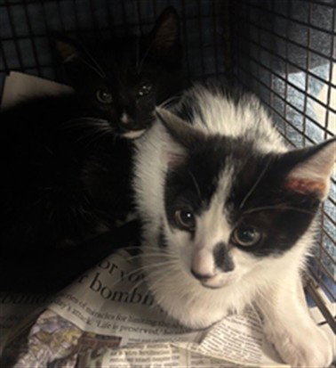 OREO, Adult Domestic Short Hair (medium coat), cat for adoption in San Buenaventura (Ventura), California