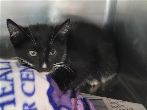 OREO, Baby Domestic Short Hair (medium coat), cat for adoption in Paramount, California
