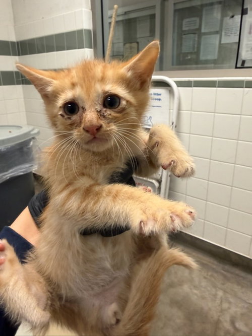 DOMO, Baby Domestic Short Hair (medium coat), cat for adoption in San Buenaventura (Ventura), California