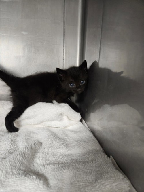 RIDER, Baby Domestic Short Hair (medium coat), cat for adoption in San Buenaventura (Ventura), California