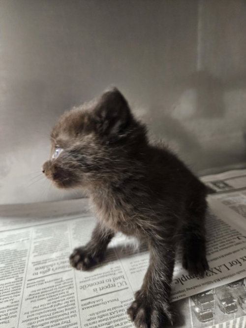TWILIGHT, Baby Domestic Short Hair (medium coat), cat for adoption in Paramount, California
