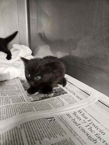 MIDNIGHT, Baby Domestic Short Hair (medium coat), cat for adoption in Paramount, California