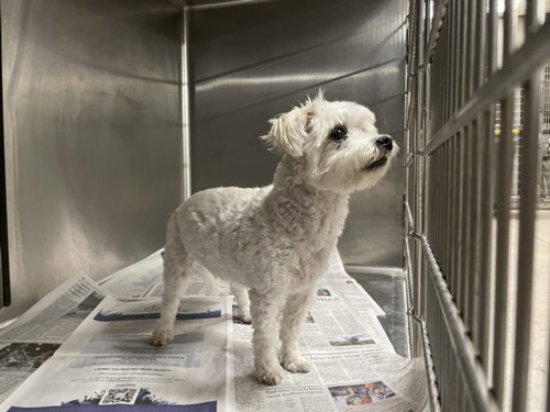 ROLO, an adoptable Maltese in Van Nuys, CA