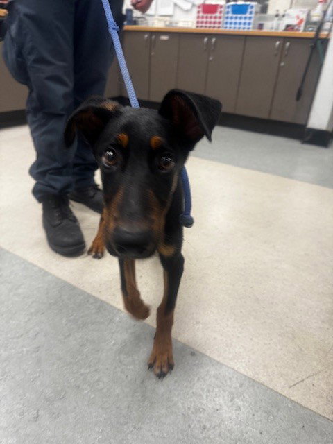 COWBOY, an adoptable German Shorthaired Pointer in Van Nuys, CA