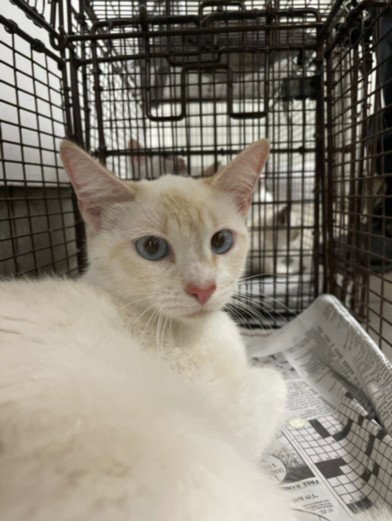 LILY, Adult Domestic Short Hair (medium coat), cat for adoption in San Buenaventura (Ventura), California
