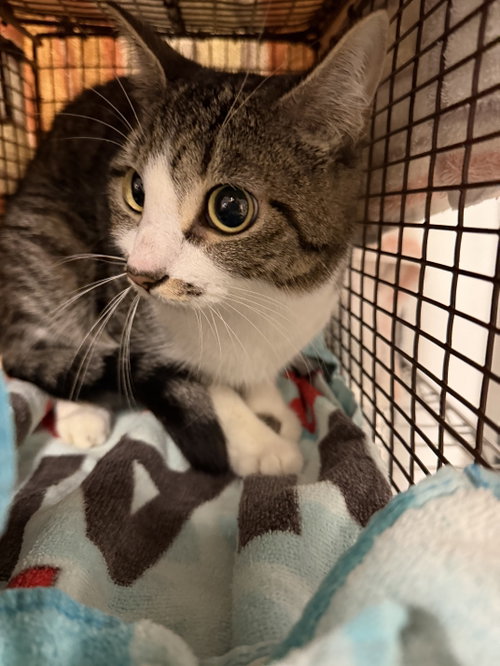 MIMI, Adult Domestic Short Hair (medium coat), cat for adoption in San Buenaventura (Ventura), California