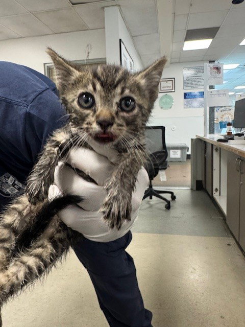 MUHAMMAD ALI, Baby Domestic Short Hair (medium coat), cat for adoption in San Buenaventura (Ventura), California
