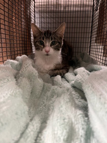 ISABEL, Baby Domestic Short Hair (medium coat), cat for adoption in Paramount, California