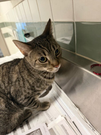 TINKA, Adult Domestic Short Hair (medium coat), cat for adoption in San Buenaventura (Ventura), California