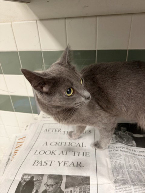 ROSIE, Adult Domestic Short Hair (medium coat), cat for adoption in San Buenaventura (Ventura), California