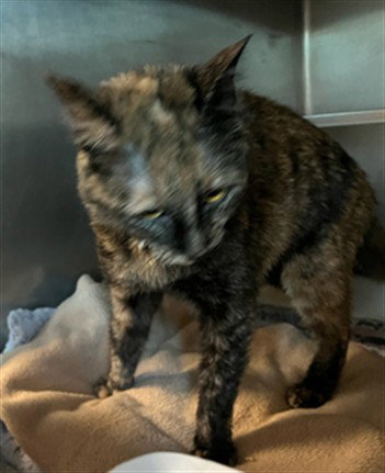 VIOLET, Adult Domestic Short Hair (medium coat), cat for adoption in San Buenaventura (Ventura), California