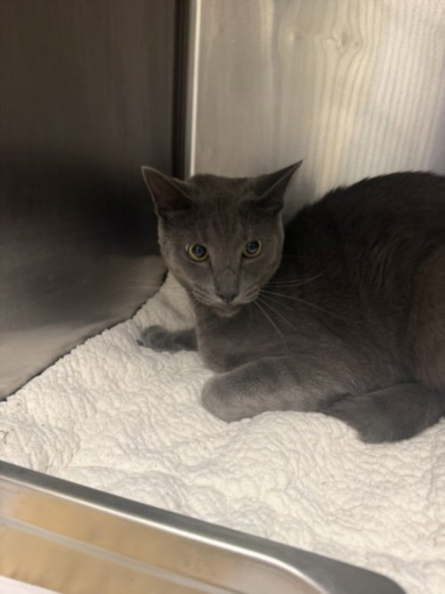 CHAPO, Adult Domestic Short Hair (medium coat), cat for adoption in San Buenaventura (Ventura), California