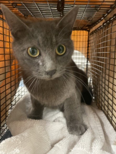 KRIS, Adult Domestic Short Hair (medium coat), cat for adoption in Paramount, California