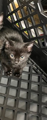 A2274672, Baby Domestic Short Hair (medium coat), cat for adoption in Paramount, California