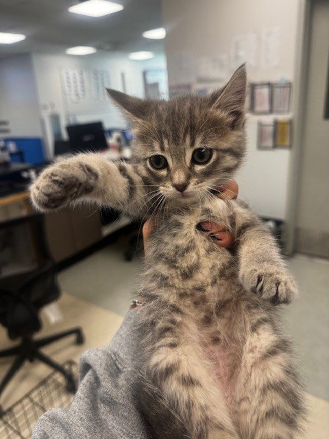 SELENE, Adult Domestic Short Hair (medium coat), cat for adoption in Paramount, California