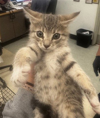 SILLY, Adult Domestic Short Hair (medium coat), cat for adoption in Paramount, California