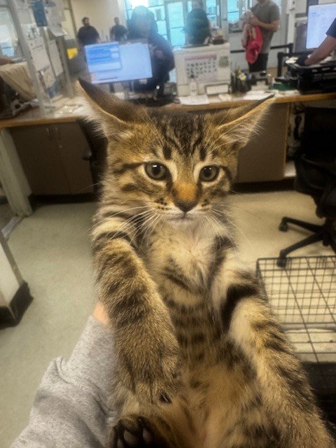 STEVIE, Adult Domestic Short Hair (medium coat), cat for adoption in San Buenaventura (Ventura), California