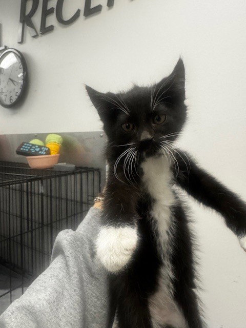 SLIME, Adult Domestic Short Hair (medium coat), cat for adoption in Paramount, California