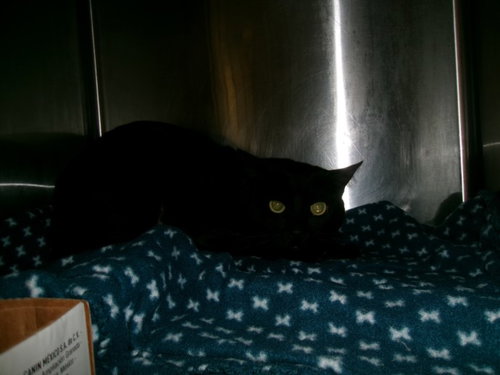 STARFIRE, Adult Domestic Short Hair (medium coat), cat for adoption in San Buenaventura (Ventura), California