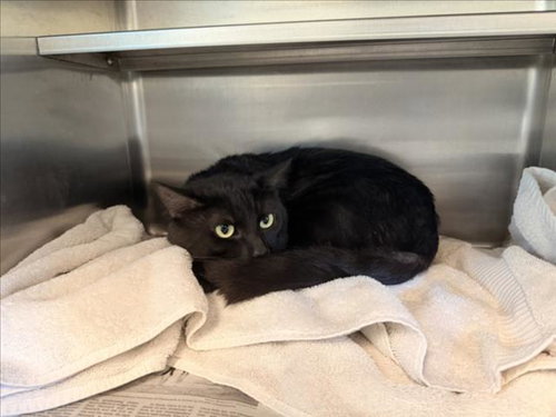 STARFIRE, Adult Domestic Short Hair (medium coat), cat for adoption in San Buenaventura (Ventura), California