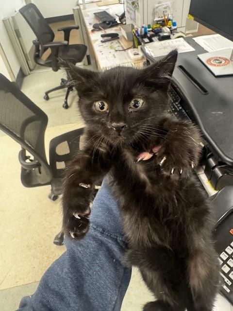 BLUEY, Adult Domestic Short Hair (medium coat), cat for adoption in San Buenaventura (Ventura), California