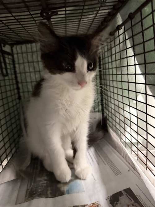 MAUI, Adult Domestic Short Hair (medium coat), cat for adoption in San Buenaventura (Ventura), California