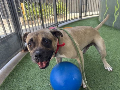 BLUEY, an adoptable Boxer in Van Nuys, CA