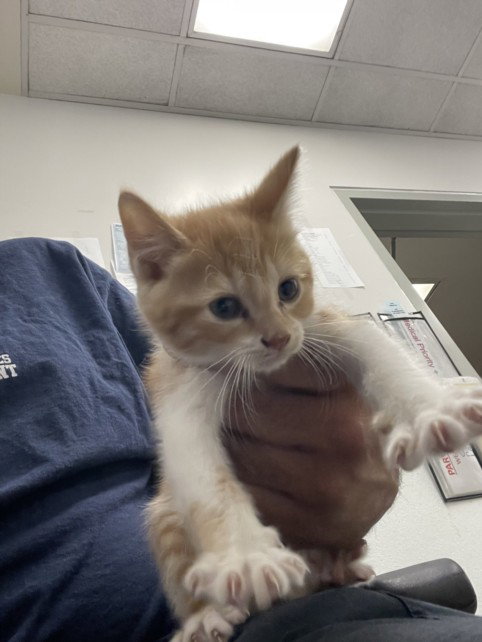 MIA, Baby Domestic Short Hair (medium coat), cat for adoption in San Buenaventura (Ventura), California