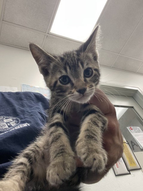 MONKEY, Baby Domestic Short Hair (medium coat), cat for adoption in San Buenaventura (Ventura), California