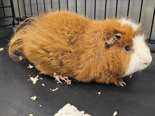 JOE DIRT - Guinea Pig available for adoption