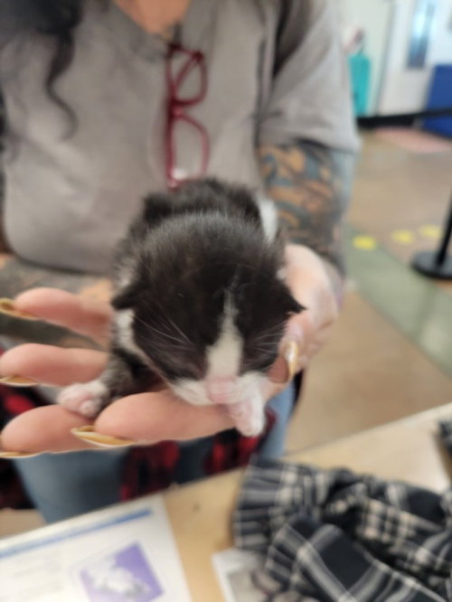 HOPE, Baby Domestic Short Hair (medium coat), cat for adoption in San Buenaventura (Ventura), California