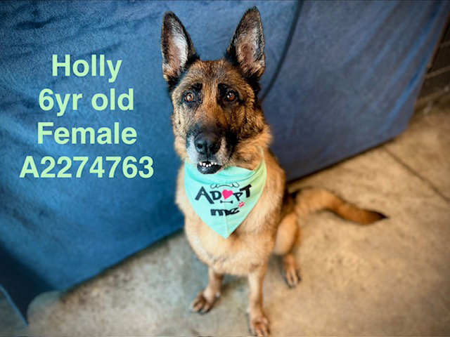 HOLLY
