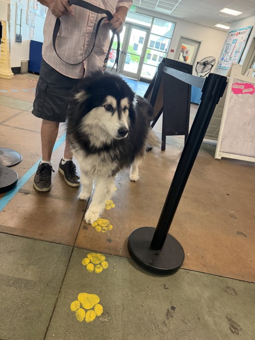 CRYSTAL, an adoptable Alaskan Malamute in Van Nuys, CA