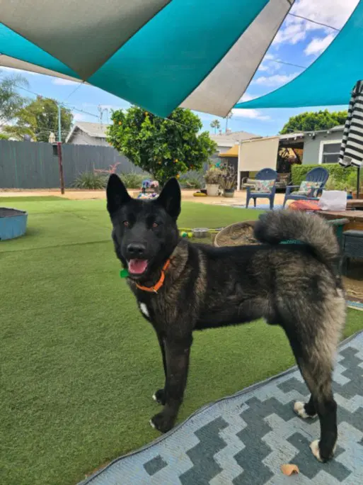 Allen - Belgian Shepherd Malinois