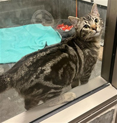 TIAGO, Young Domestic Short Hair (medium coat), cat for adoption in San Buenaventura (Ventura), California