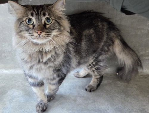 LUNA, Adult Domestic Medium Hair (medium coat), cat for adoption in Redondo Beach, California