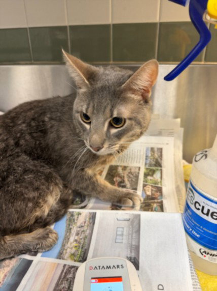LUMI, Adult Domestic Short Hair (medium coat), cat for adoption in San Buenaventura (Ventura), California