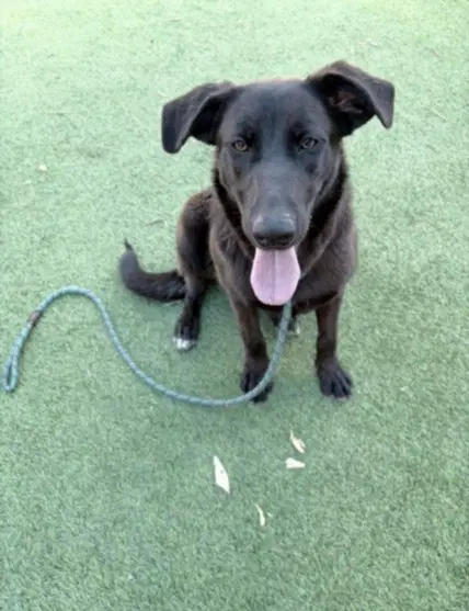 Millagro - Labrador Retriever