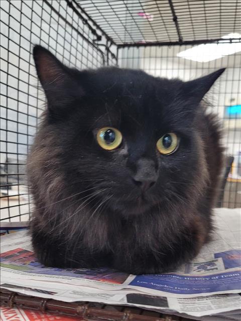 COCO, Adult Domestic Medium Hair (medium coat), cat for adoption in San Gabriel, California