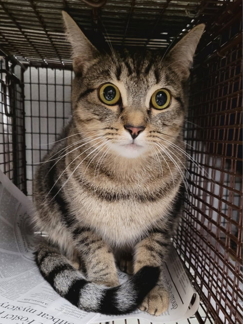 PISTACHIO, Adult Domestic Short Hair (medium coat), cat for adoption in San Gabriel, California
