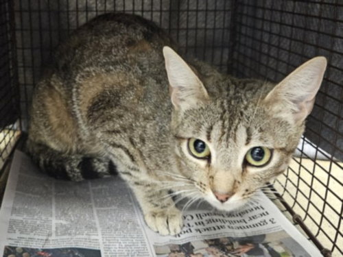 MARISOL, Adult Domestic Short Hair (medium coat), cat for adoption in San Buenaventura (Ventura), California