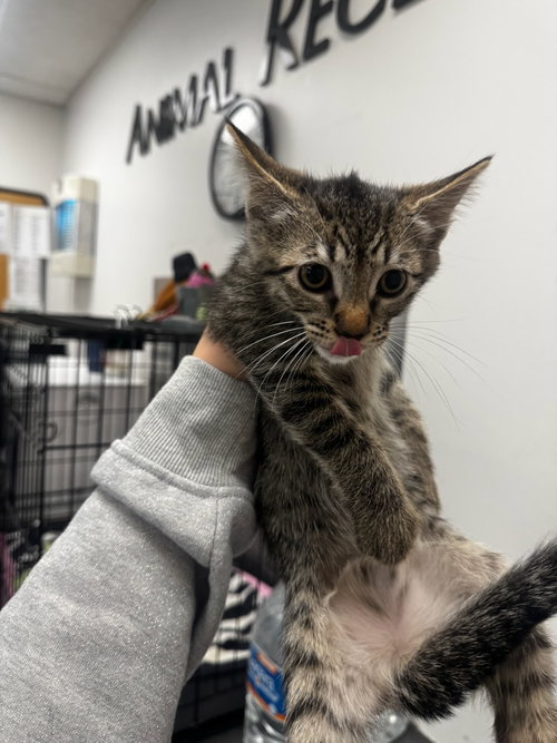 CLEO, Baby Domestic Short Hair (medium coat), cat for adoption in San Buenaventura (Ventura), California